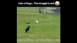 #funnycatfails #funnypets Cats Vs. Dogs Funny Dog and Cat Compilation March 2023.