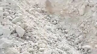 beautiful birds