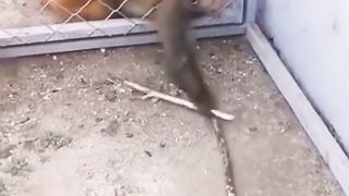 monkey eating potato chips