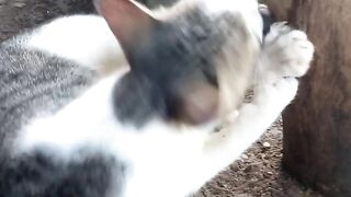 Cat funny