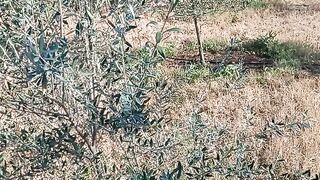 Olive valley koh e suleman