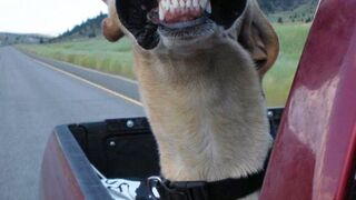 Funny Animal Videos 2023 ???? - Funniest Dogs And Cats Videos ????????