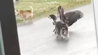 fight without rules