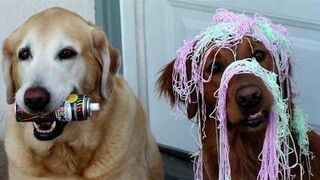 Funny Animals Video - Best Cats???? and Dogs???? Videos of the Month 2023!