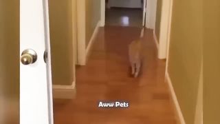 Funniest Animals 2023 ???? Funniest Cats and Dogs ???????? |Aww Pets