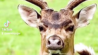 Awiss vlog