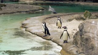three beautiful pengoin walk around the sea