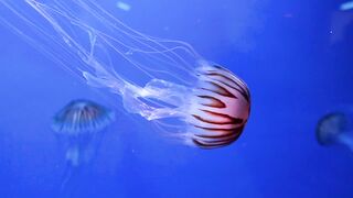 beautiful fish swimming in the sea
