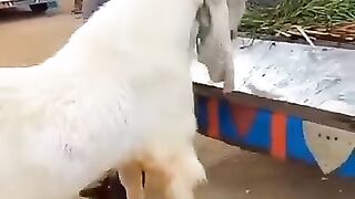 Big animals