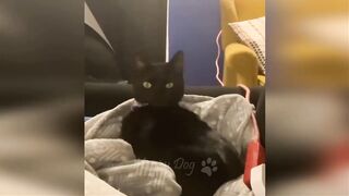 Chats drôles / Chiens - Animaux droles / Meilleures vidéos 2023 ????????
