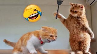 Funny Animal Videos 2023 ???? - Funniest Dogs And Cats Videos ????????