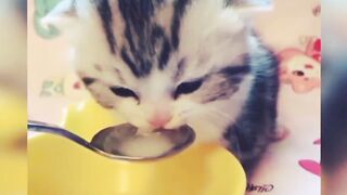 Cat cute hungry Baby
