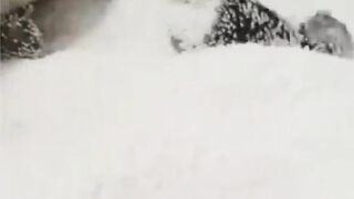 Funny cat video 2023 Funniest Dogs And Cats Videos ???? - Best Funny Animal Videos