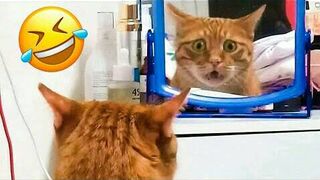 Best Funny animal Videos 2023 | Funniest Cats And Dogs Videos |Funny Videos