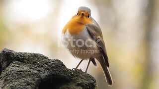 Robin bird.