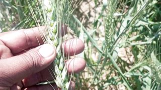 wheat crop