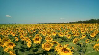 Sunflowers
