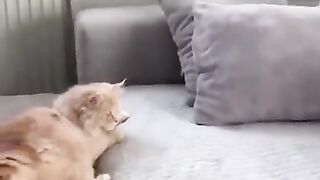 Funny video
