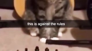 Funny video