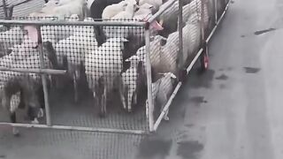 Discipline