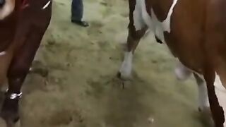 Super Bull