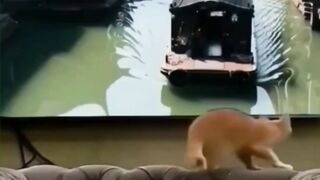 New One Funny animals - Funny cats / dogs - Funny videos ???? - ???? ???? Bast6