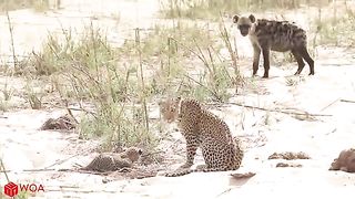 Crocodiles_Wait_For_Leopard_Across_