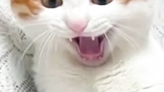 Funniest Videos 2023  Funny Cats  and Dogs.