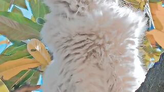 New video