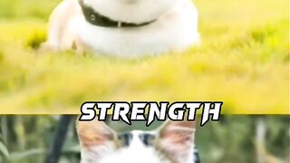 DOG VS CAT || who is more powerful ?