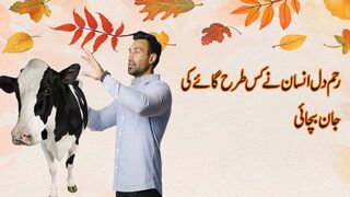 Aj Ki Hmari Video Ka Mozu H, Reham Dil Insan Ny Kiis Trha Gaay Ki Jan Bachai |nimra mehmood