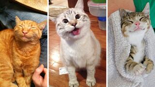 Funny Animal Videos 2023 - Funny Cats And Dogs Videos