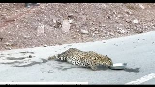 Tiger on road