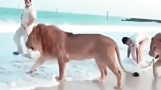Lion King