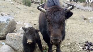 Mountain Yaks.