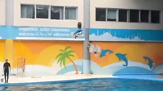Human play with DOLPHIN...