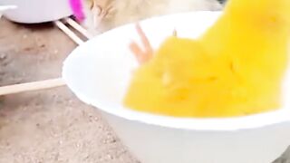 Beautiful chicks