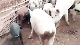 Les animaux