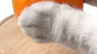 Make jelly home made#cat#video