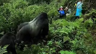 What a chimpanzee
