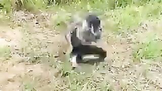 Animal clip