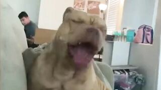 Funny Cat Video 2023