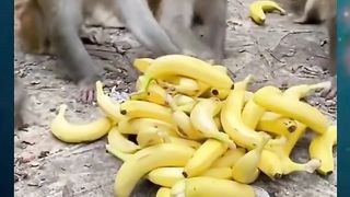 waoo  Cute  Monkey are eating Bananas.....Try Not To Laugh??....