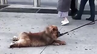 Funniest DOGS of TikTok Compilation ~ Try Not To Laugh ~ Cute Puppies TIK TOK