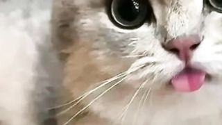 Cat funny ????????
