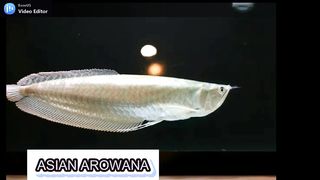 10 MOST BEAUTIFUL FISHES IN THE WORLD