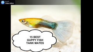TOP 15 GUPPY FISH TANK MATES