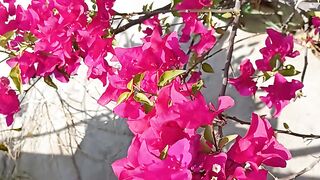 Bogenbeliya plant