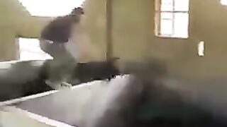 Have you seen such a hyperactive pig????