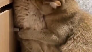 Funny video's || cast and dogs